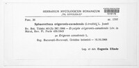 Sphaerotheca erigerontis image